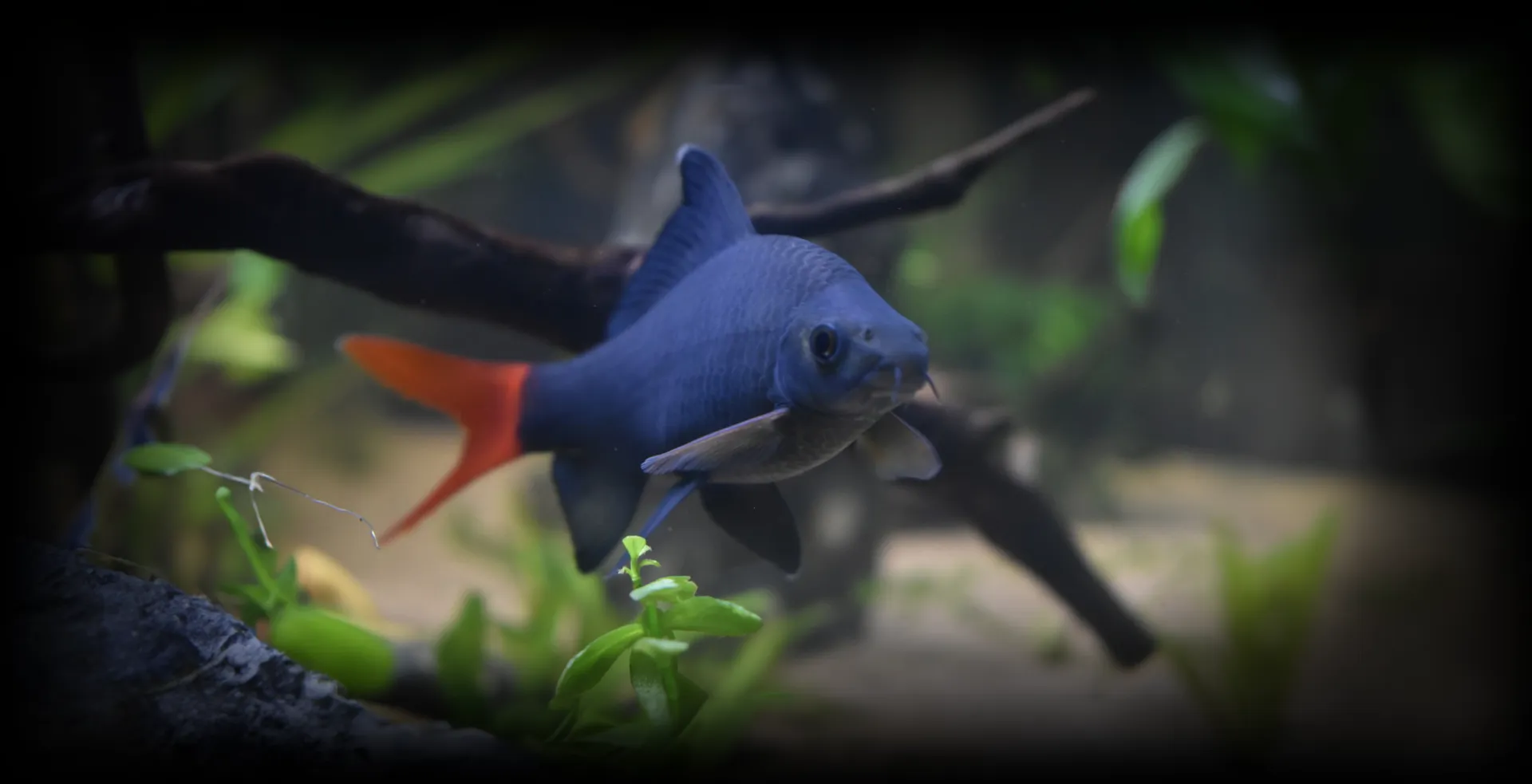 Imagem de fundo de Labeo Bicolor - Poytara